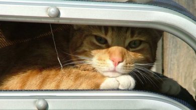 Camping mit Katze Stubentiger und Samtpfoten unterwegs