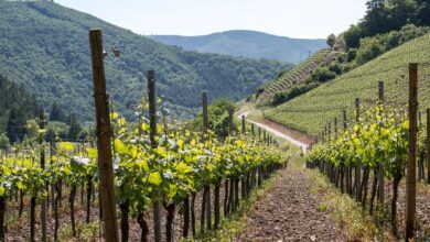 Auf den Spuren von Qualität: Die Essenz Südtiroler Weine