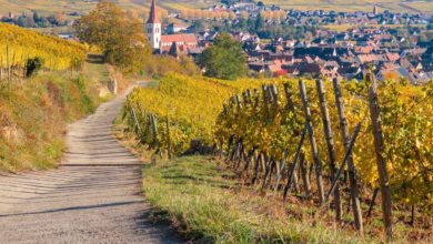 Wohnmobil Rundreise Elsass - französische Lebenslust am Rand der Vogesen